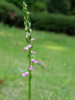 d0092969_7314841.jpg