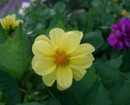 久住花公園（大分県）_a0065498_23362933.jpg