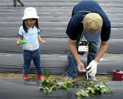 ２００７年６月２日鳴門金時苗植え会報告_b0076710_183656.jpg