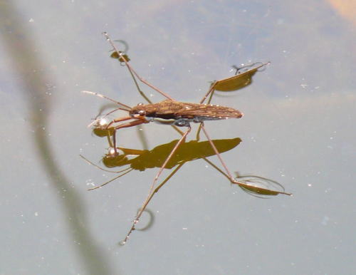 c0035912_21173322.jpg