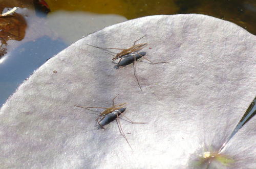 c0035912_21175240.jpg