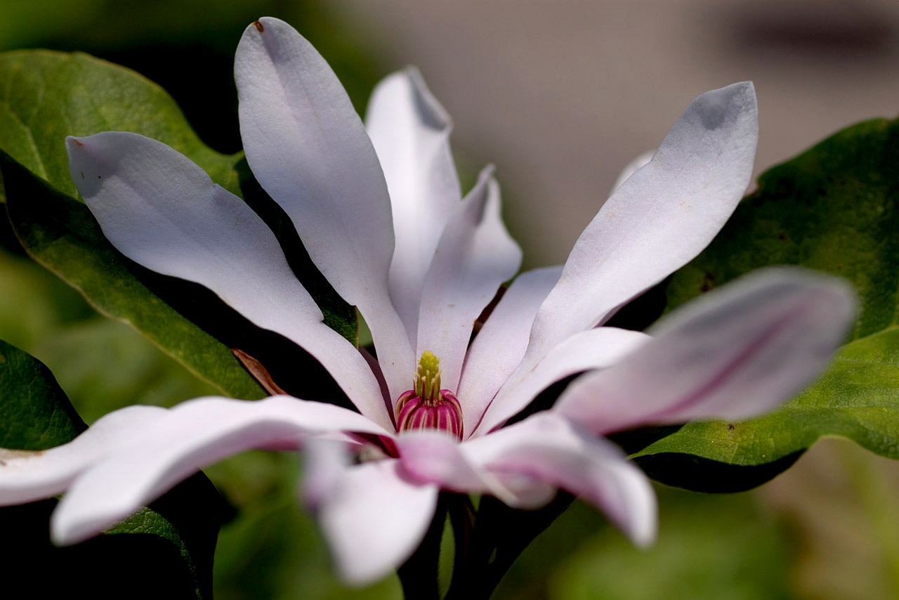 辛夷の花　～何で今頃？～_d0085413_0323626.jpg