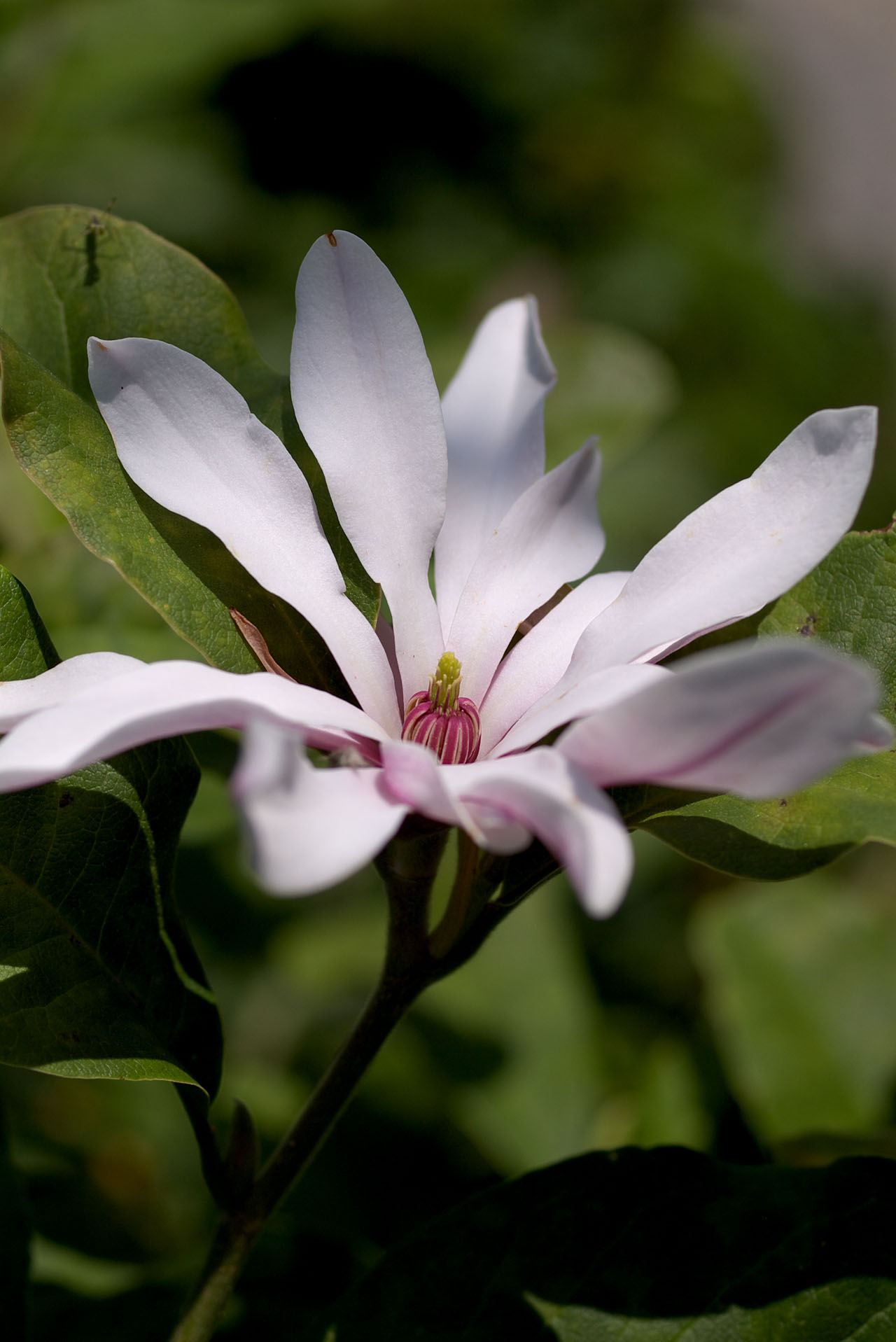 辛夷の花　～何で今頃？～_d0085413_0325181.jpg