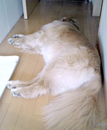 a0087120_1638110.jpg