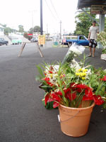 ＊今日が楽しい暮らし　ということ　　,Waimea and Honoka\'a Hawaii_a0030038_663190.jpg