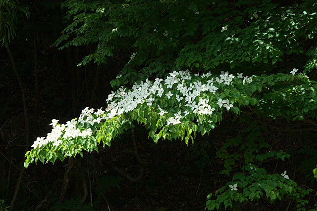 c0067040_2334722.jpg