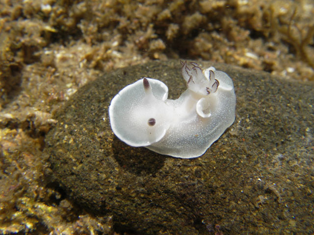 ++ウミウシ探索隊++神奈川県横須賀市佐島_e0041143_0521383.jpg