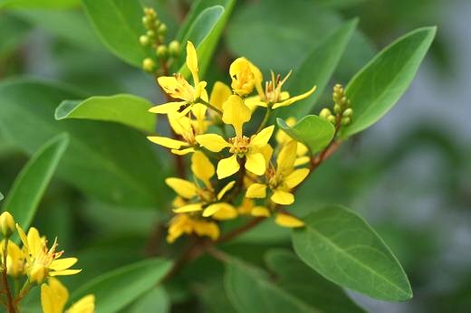 キントラノオ科 Malpighiaceae えるだまの植物図鑑