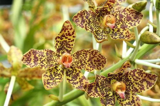 ラン科（Orchidaceae） : えるだまの植物図鑑