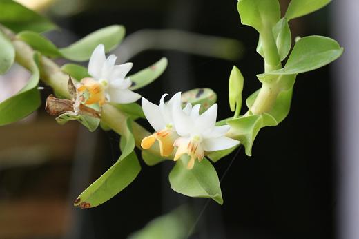 ラン科 Orchidaceae えるだまの植物図鑑