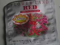 トルマリンの花_d0069964_9442639.jpg