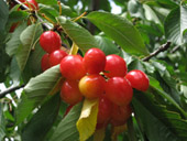 f0120569_21153840.jpg