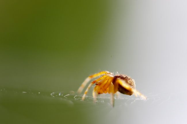 蜘蛛の赤ちゃん Macro Nature S Room