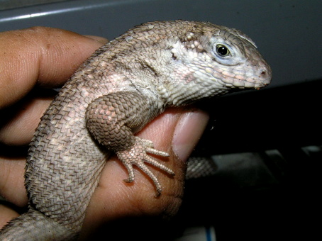 Iguanid Lizards_e0099576_18504323.jpg