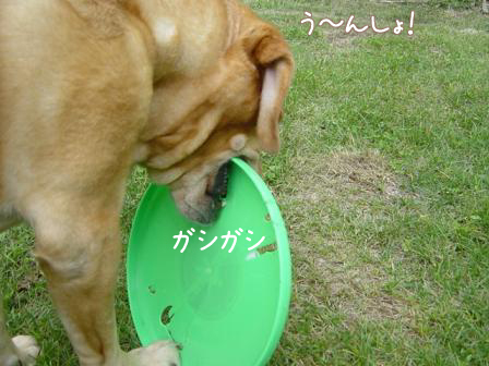 フリスビーの正しい遊び方 Burnet Hillのパートナーたち フリスビーの正しい遊び方 Burnet Hillのパートナーたち