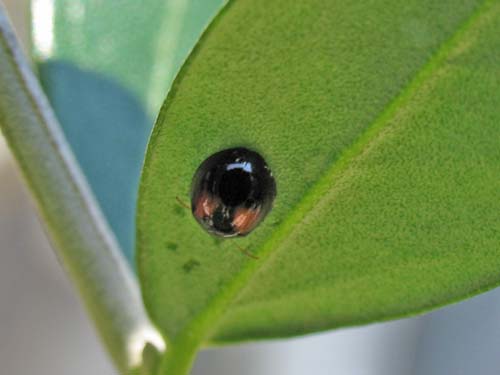 オリーブにてんとう虫のような昆虫が 昆虫ブログ むし探検広場