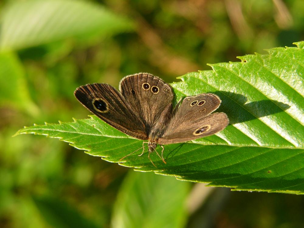 ヒメウラナミジャノメ・樹上編・３_c0062511_5521317.jpg