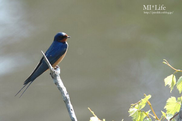 Barn Swallow＜ツバメ＞_d0062317_2158574.jpg