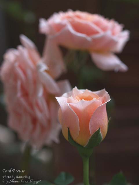 Today\'s Roses \'07.　〜Vol.24_b0032921_5161677.jpg