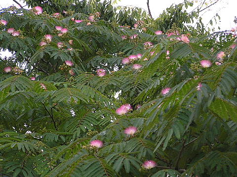 アガパンサスと姫アガパンサス、ネムの花_c0051143_23202194.jpg