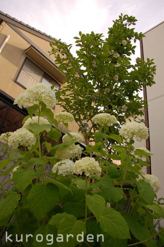 e0119151_17393349.jpg
