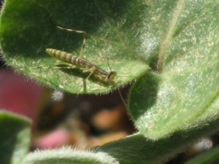 e0028056_8243164.jpg