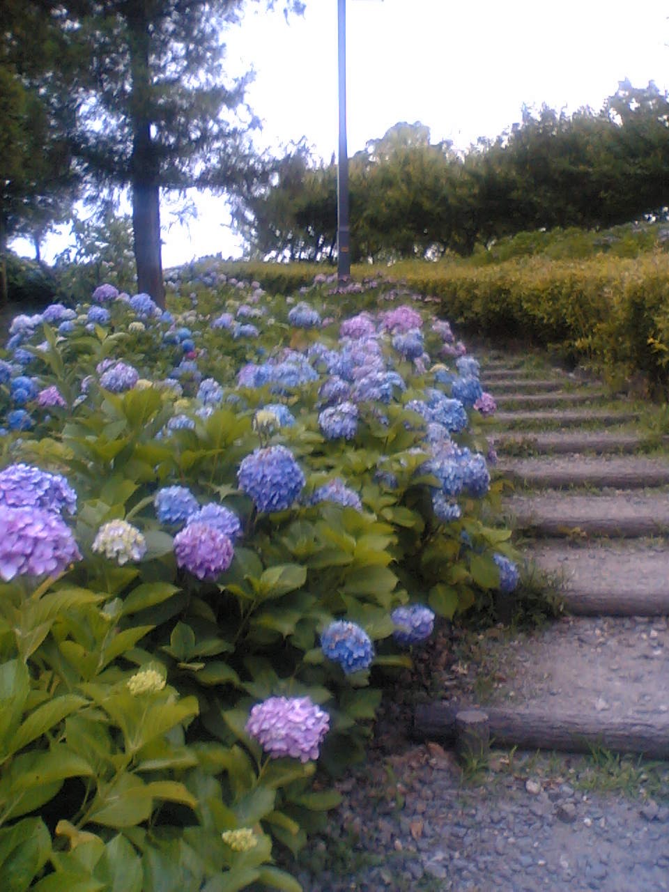 ほ、ほ、ほーたるこい☆_f0109257_6262572.jpg