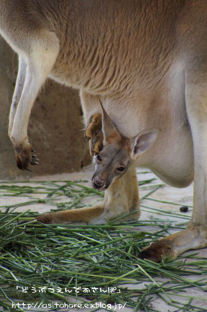 アメリカビーバーの三つ子ちゃん 動物園でお散歩