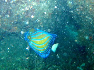 2007/06/16(土) - 1 Dive  No.427 - CehBeh  [Tioman]_a0002177_15595330.jpg