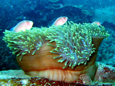 2007/06/16(土) - 1 Dive  No.427 - CehBeh  [Tioman]_a0002177_16807.jpg