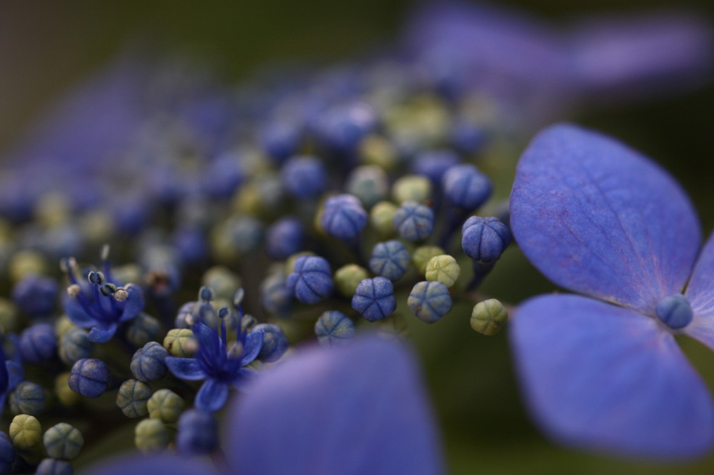 本土寺、花菖蒲・紫陽花_d0110380_21422381.jpg