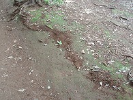 c0105785_1120446.jpg