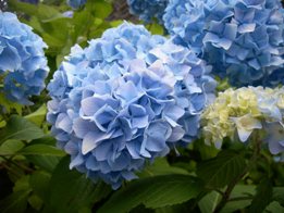 hortensias 西洋紫陽花_b0083998_03537100.jpg