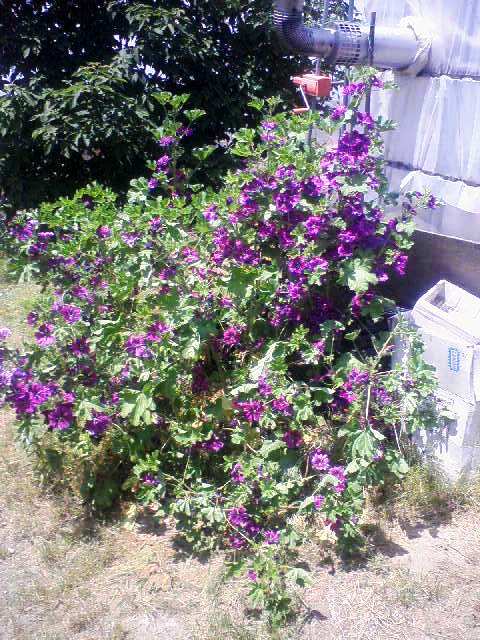 マロウの花が咲いています。_d0072903_651577.jpg