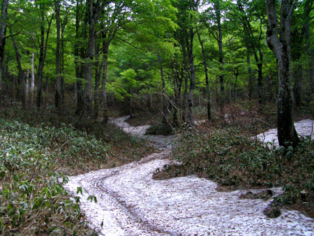 月山 ブナの森_e0048413_21125753.jpg