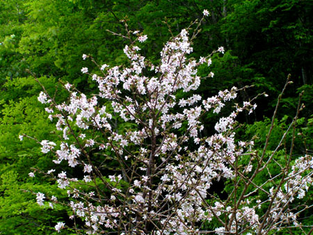 月山 ブナの森_e0048413_2113311.jpg