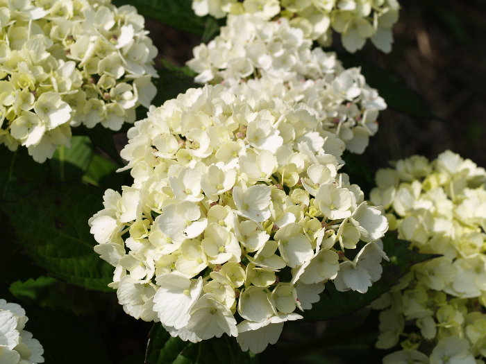紫陽花_c0116915_2222780.jpg