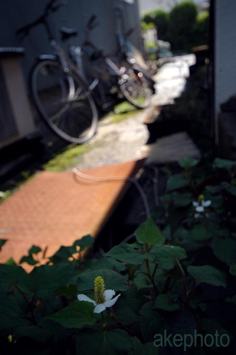 撮り立て新鮮♪_e0127416_16541713.jpg