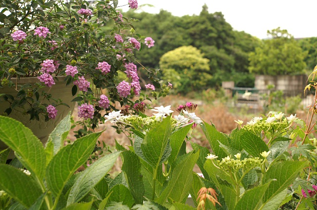 又当たっちゃいました！！/その他庭の花です。_b0033423_1649088.jpg