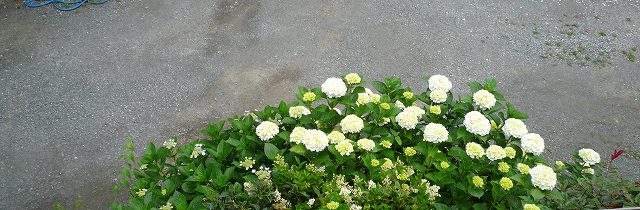 a0006033_12312162.jpg