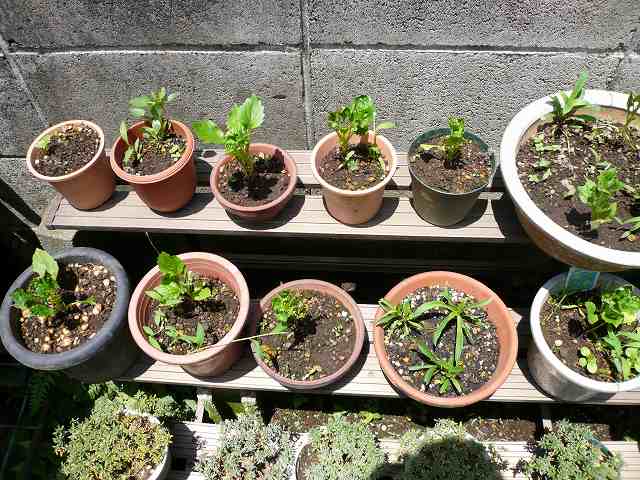 a0006033_12331897.jpg