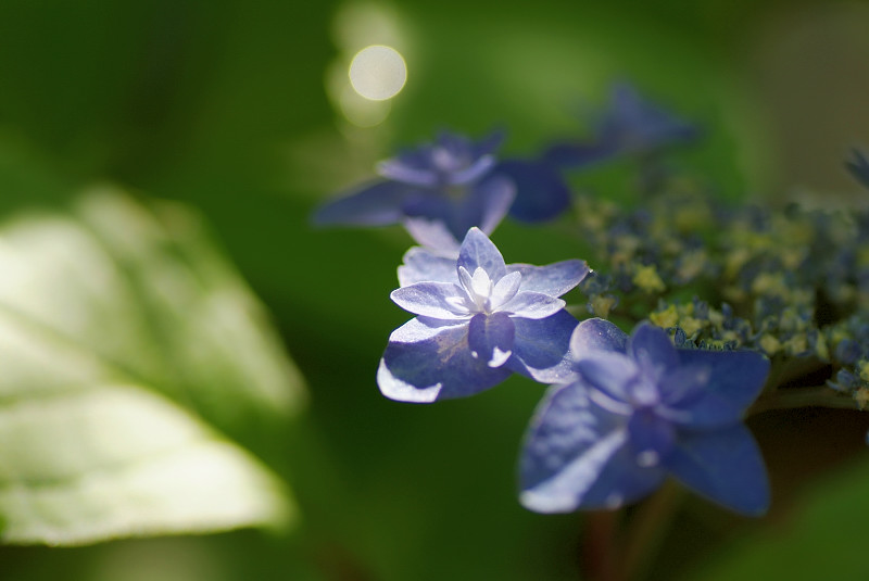 紫陽花　～自宅庭にて～_b0109942_2236187.jpg
