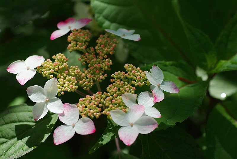 紫陽花　～自宅庭にて～_b0109942_22371673.jpg
