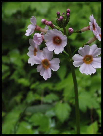 クリンソウの色 : 野草風薫 クリンソウの色 : 野草風薫