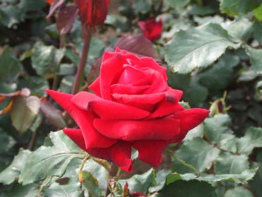 Roses in Nagai Park_e0046748_1213081.jpg