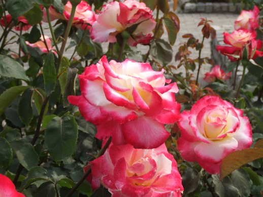 Roses in Nagai Park_e0046748_1214953.jpg