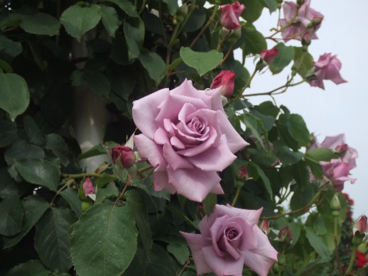 Roses in Nagai Park_e0046748_1221857.jpg