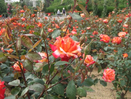 Roses in Nagai Park_e0046748_122478.jpg