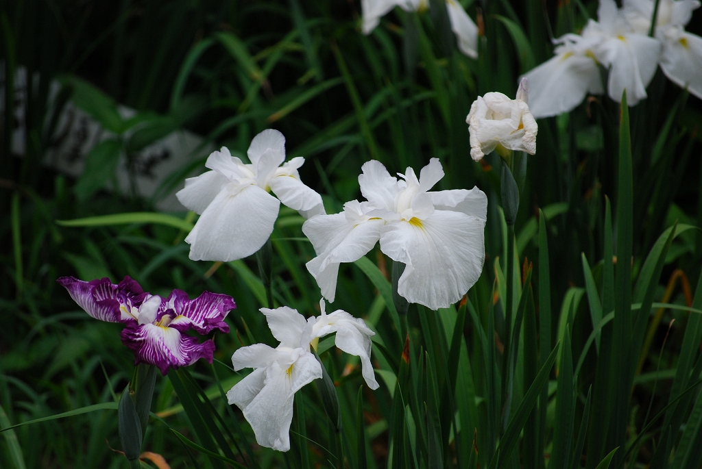 2007/6/20(水）　花しょうぶ園Ⅱ_f0137351_7432351.jpg