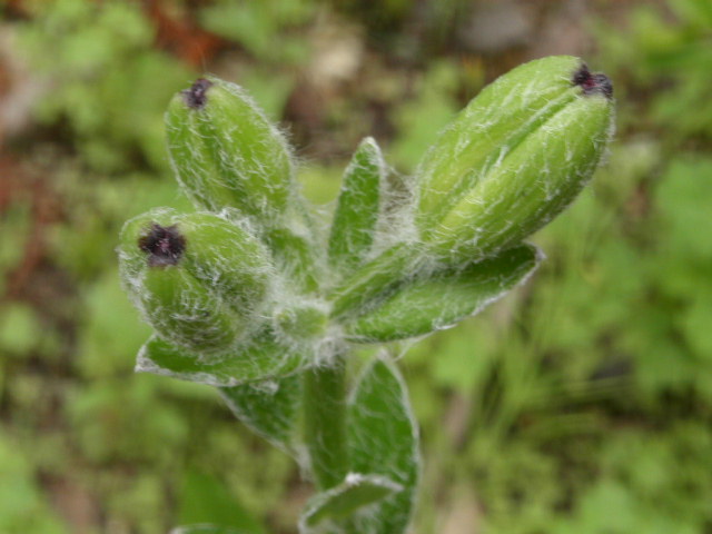 d0098665_16343343.jpg